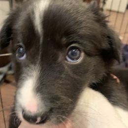 Border Collie Puppies from Best Friend Borders