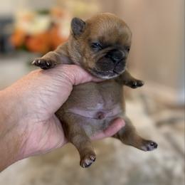 Mac - Brindle and white male French Bulldog puppy in Willis, Texas from Grandiose Frenchies
