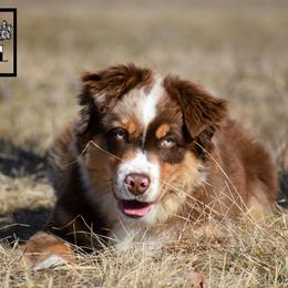 Asuma - Red merle male Miniature Australian Shepherd puppy in Akeley, Minnesota from Rustic Original Aussies