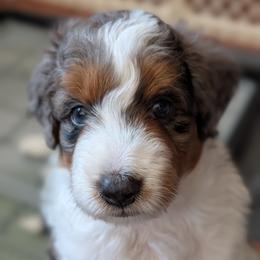 Indie - Blue merle male Aussiedoodle puppy in New Durham, New Hampshire from Ridgeview Aussiedoodles