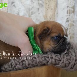 George O'Malley - Fawn male French Bulldog puppy in Loxahatchee, Florida from Blue Wonder Frenchies