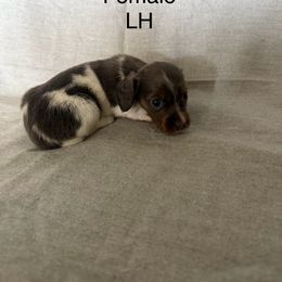 Blue piebald - Black and tan female Dachshund puppy in Mount Vernon, Ohio from Double A Dachshunds
