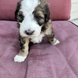 Spot - Aussiedoodle puppy in Idaho from Doodle Doggie Farm