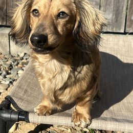 Chalko - Dachshund