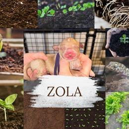 Zola - Apricot female Goldendoodle puppy in Prosperity, Pennsylvania from Stelladoodles & Company