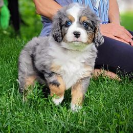 Phlox - Merle male Bernedoodle puppy in Clarinda, Iowa from Root and Branch Bernedoodles