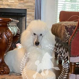 Ami - Poodle