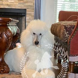 Ami - Poodle