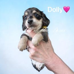 Dolly AKC - Dapple female Dachshund puppy in Jena, Louisiana from Amy’s Mini Doxies