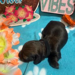 Black collar male - Red male Dachshund puppy in Pleasant Plains, Arkansas from JGBs Dachshunds