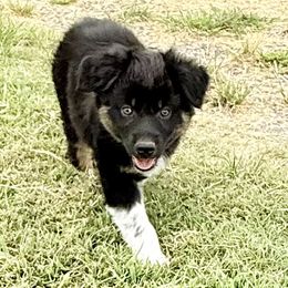 Knight - Black tri-color male Australian Shepherd puppy in Mount Vernon, Texas from RJ's Aussie Posse