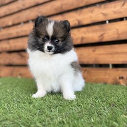 Pomeranian puppies from San Antonio Pomeranian