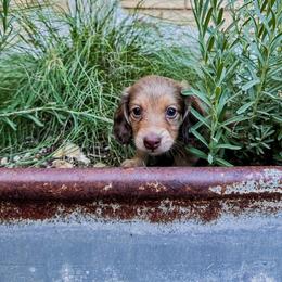 Goofy - Dachshund puppy from 4-L Backyard Dach
