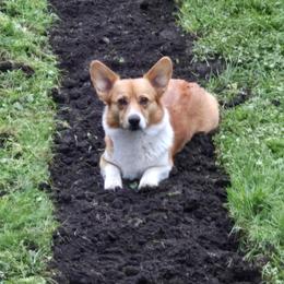 Prim - Pembroke Welsh Corgi