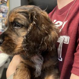 Ben - Black and tan male Cockapoo puppy in Wellington, Kansas from Brian’s Puppies