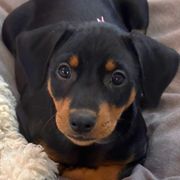 Girl 1 - Black German Pinscher puppy in Olympic Peninsula, Washington from Immer Treu German Pinschers