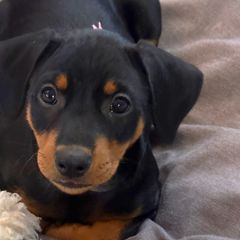 Girl 1 - Black German Pinscher puppy in Olympic Peninsula, Washington from Immer Treu German Pinschers