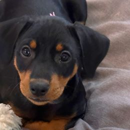 Girl 1 - Black German Pinscher puppy in Olympic Peninsula, Washington from Immer Treu German Pinschers