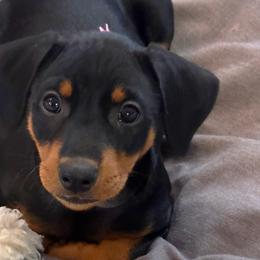 Girl 1 - Black German Pinscher puppy in Olympic Peninsula, Washington from Immer Treu German Pinschers