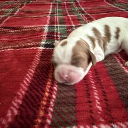 Boy - Blenheim male Cavalier King Charles Spaniel puppy in Melrose, Florida from Magnolia Hill Cavaliers and Doxies