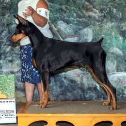 Doberman Pinschers from D'Acres Dobermans