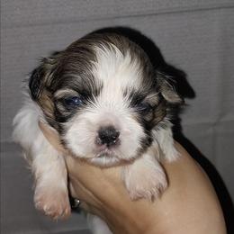Burtton - Gold and white male Shih Tzu puppy in Arcadia, Florida from Kitsune Cuddles and kisses