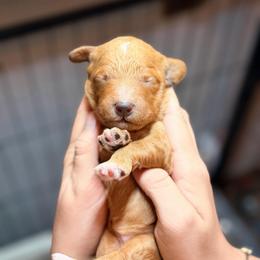 Beatrix - Apricot female Goldendoodle puppy in Macclenny, Florida from Baker County Goldendoodles
