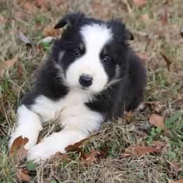 Valen - Tri-color male Border Collie puppy in Cedartown, Georgia from Ferguson Border Collies