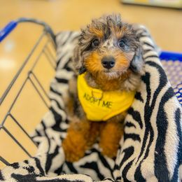 Cockapoo and Goldendoodle Puppies from My Forever Best Friend