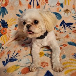 Casper - Shih Tzu