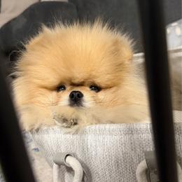 Fluffie - Pomeranian