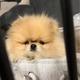 Fluffie
