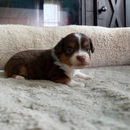 Penny - Red tri-color female Miniature American Shepherd puppy in Terryville, Connecticut from Spirited Aussies