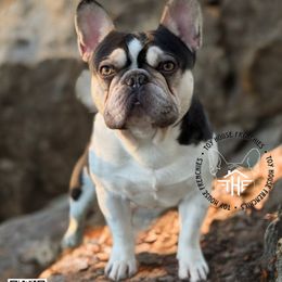 Tarzan - French Bulldog