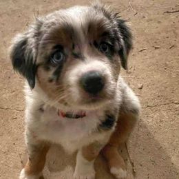 Australian Shepherds from Farmhouse Aussies