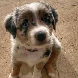 Australian Shepherds from Farmhouse Aussies