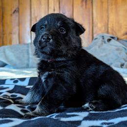 Red Boy - Korppi - Black and tan male Lapponian Herder puppy in Prattsburgh, New York from Maalattu Koirankoppi Lapponian Herders