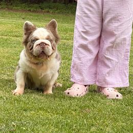 Benjamin - French Bulldog