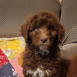 Aussiedoodle Puppies from Post Oak Doodles