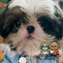 Ciro - Sable and white male Shih Tzu puppy in Walkertown, North Carolina from Lil’ Bit’s Shih Tzu