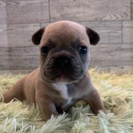 Ace - Blue fawn male French Bulldog puppy in Riverview, Florida from The Frenchie Lady Co.