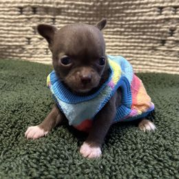 Diamond - Chocolate and white female Chihuahua puppy in Hampton, Virginia from Chilove Chihuahuas