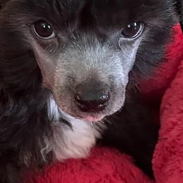 Orange - Black and white male Chinese Crested puppy in Cedartown, Georgia from Heartesha