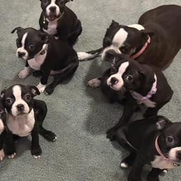 Boston Terriers from Boston Babies