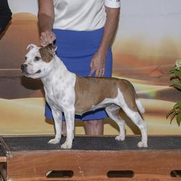 Joplin - Staffordshire Bull Terrier