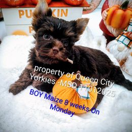 Maize - Chocolate and tan male Yorkshire Terrier puppy in Charlotte, North Carolina from Queen City Yorkies