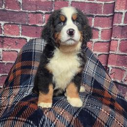 Brock - Black rust and white male Bernese Mountain Dog puppy in Greenwood, Delaware from A&A Greenwood Puppies