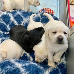 Labrador Retriever Puppies from Lost Woods Labradors