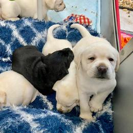 Labrador Retriever Puppies from Lost Woods Labradors
