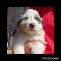Black collar - White and badger male Great Pyrenees puppy in Mikado, Michigan from Brittain Family Farm